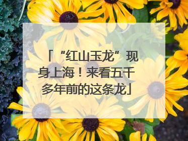 “红山玉龙”现身上海！来看五千多年前的这条龙