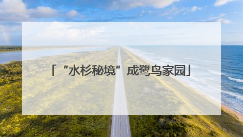 “水杉秘境”成鹭鸟家园