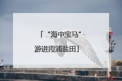 “海中宝马”游进霞浦盐田