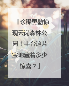 珍稀黑鹳惊现云岗森林公园！丰台这片宝地藏着多少惊喜？