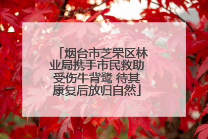 烟台市芝罘区林业局携手市民救助受伤牛背鹭 待其康复后放归自然