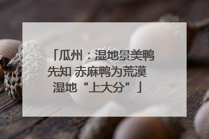 瓜州：湿地景美鸭先知 赤麻鸭为荒漠湿地“上大分”