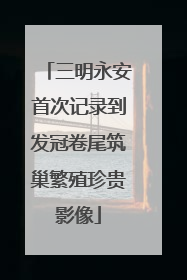 三明永安首次记录到发冠卷尾筑巢繁殖珍贵影像