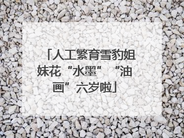 人工繁育雪豹姐妹花“水墨”“油画”六岁啦