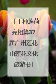 千种莲荷亮相第37届广州莲花山莲花文化旅游节