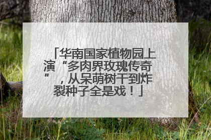 华南国家植物园上演“多肉界玫瑰传奇”，从呆萌树干到炸裂种子全是戏！