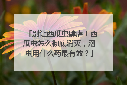 别让西瓜虫肆虐！西瓜虫怎么彻底消灭，潮虫用什么药最有效？