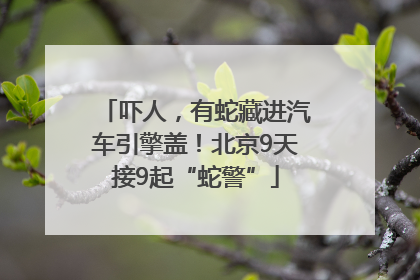 吓人，有蛇藏进汽车引擎盖！北京9天接9起“蛇警”