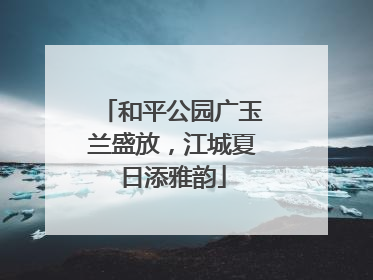 和平公园广玉兰盛放，江城夏日添雅韵