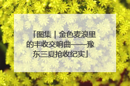 图集｜金色麦浪里的丰收交响曲——豫东三夏抢收纪实