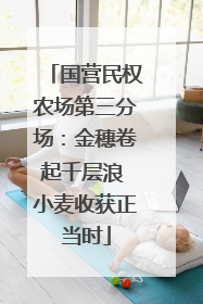 国营民权农场第三分场：金穗卷起千层浪 小麦收获正当时