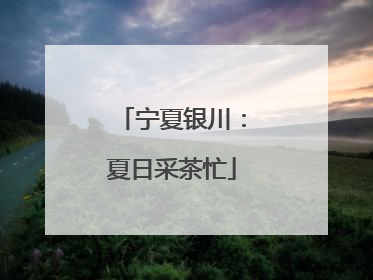 宁夏银川：夏日采茶忙