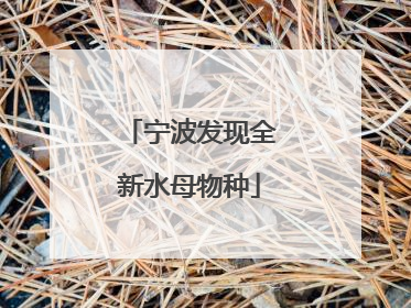 宁波发现全新水母物种