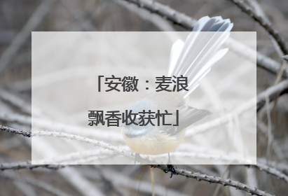 安徽：麦浪飘香收获忙