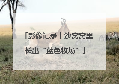 影像记录丨沙窝窝里长出“蓝色牧场”