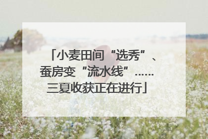 小麦田间“选秀”、蚕房变“流水线”……三夏收获正在进行