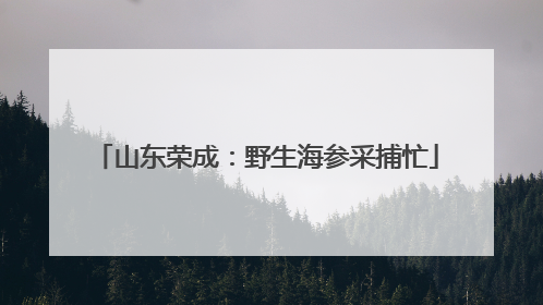 山东荣成：野生海参采捕忙