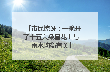 市民惊讶：一晚开了十五六朵昙花！与雨水均衡有关