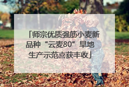 师宗优质强筋小麦新品种“云麦80”旱地生产示范喜获丰收