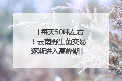 每天50吨左右！云南野生菌交易逐渐进入高峰期