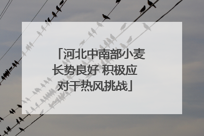 河北中南部小麦长势良好 积极应对干热风挑战