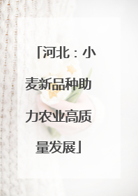 河北：小麦新品种助力农业高质量发展