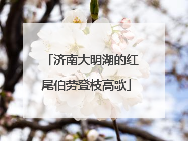 济南大明湖的红尾伯劳登枝高歌