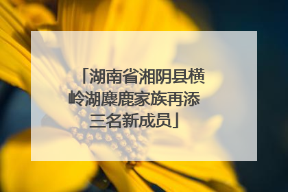 湖南省湘阴县横岭湖麋鹿家族再添三名新成员