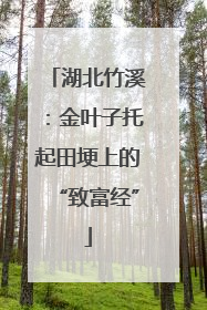 湖北竹溪：金叶子托起田埂上的“致富经”