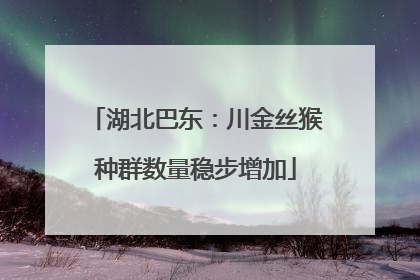 湖北巴东：川金丝猴种群数量稳步增加