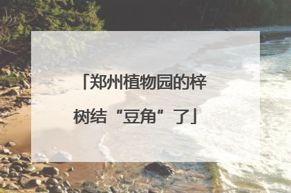 郑州植物园的梓树结“豆角”了