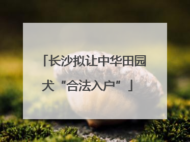长沙拟让中华田园犬“合法入户”