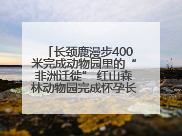 长颈鹿漫步400米完成动物园里的“非洲迁徙” 红山森林动物园完成怀孕长颈鹿步行转运
