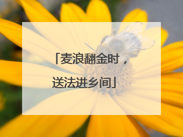 麦浪翻金时，送法进乡间