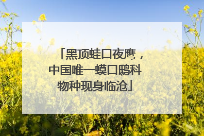 黑顶蛙口夜鹰，中国唯一蟆口鸱科物种现身临沧