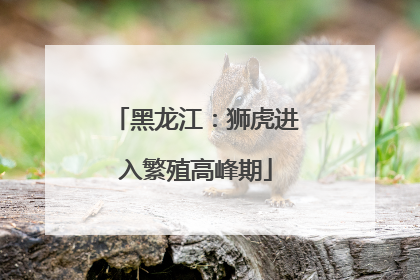 黑龙江：狮虎进入繁殖高峰期